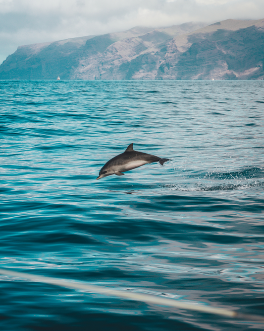 Pourquoi et comment protéger les dauphins ?