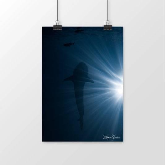 Photo sous-marine - Requin Baleine
