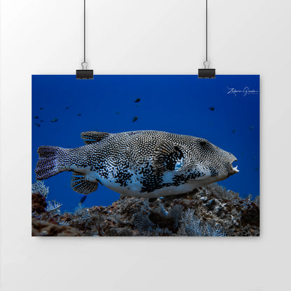 Photo sous-marine de map pufferfish/poisson ballon Mat